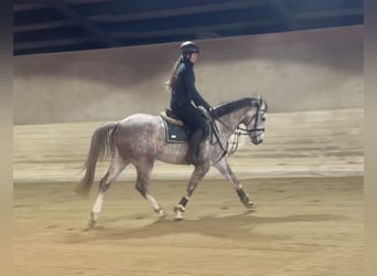 Cheval de sport allemand, Hongre, 5 Ans, 160 cm, Gris pommelé