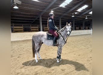 Cheval de sport allemand, Hongre, 5 Ans, 160 cm, Gris pommelé