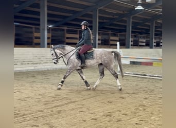 Cheval de sport allemand, Hongre, 5 Ans, 160 cm, Gris pommelé