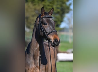 Cheval de sport allemand, Hongre, 5 Ans, 162 cm, Bai