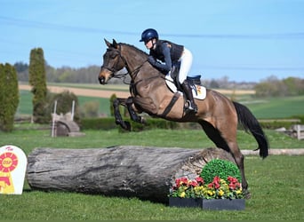 Cheval de sport allemand, Hongre, 5 Ans, 162 cm, Bai