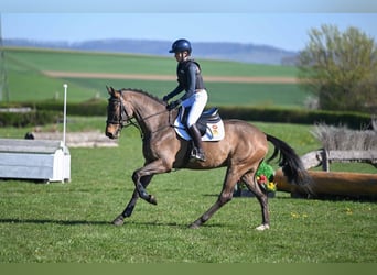 Cheval de sport allemand, Hongre, 5 Ans, 162 cm, Bai