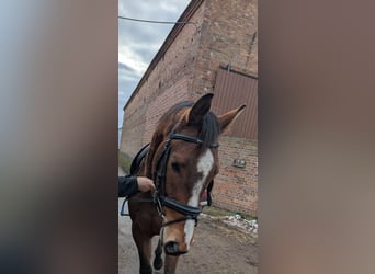 Cheval de sport allemand, Hongre, 5 Ans, 162 cm, Bai