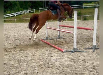 Cheval de sport allemand, Hongre, 5 Ans, 163 cm, Alezan