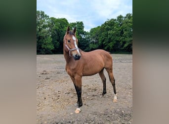 Cheval de sport allemand, Hongre, 5 Ans, 163 cm, Bai