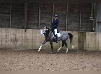 Cheval de sport allemand, Hongre, 5 Ans, 163 cm
