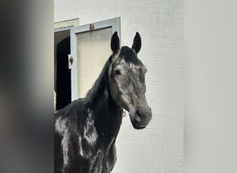 Cheval de sport allemand, Hongre, 5 Ans, 163 cm, Gris