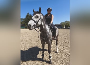 Cheval de sport allemand, Hongre, 5 Ans, 163 cm, Gris pommelé