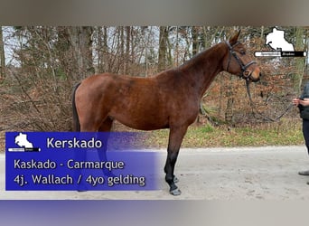 Cheval de sport allemand, Hongre, 5 Ans, 164 cm, Bai
