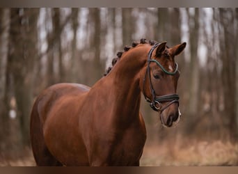 Cheval de sport allemand, Hongre, 5 Ans, 165 cm, Alezan brûlé