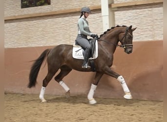 Cheval de sport allemand, Hongre, 5 Ans, 165 cm, Alezan brûlé
