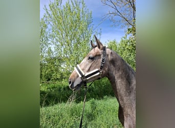 Cheval de sport allemand, Hongre, 5 Ans, 165 cm, Aubère