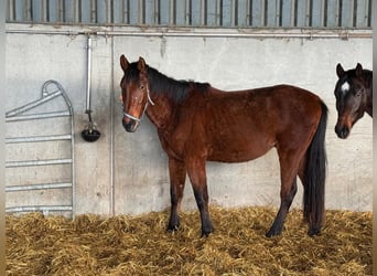 Cheval de sport allemand, Hongre, 5 Ans, 165 cm, Bai