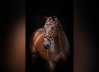 Cheval de sport allemand, Hongre, 5 Ans, 165 cm, Bai
