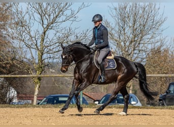 Cheval de sport allemand, Hongre, 5 Ans, 166 cm, Bai brun