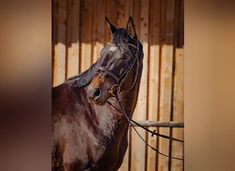 Cheval de sport allemand, Hongre, 5 Ans, 166 cm, Bai brun