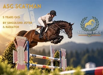 Cheval de sport allemand, Hongre, 5 Ans, 166 cm, Bai brun