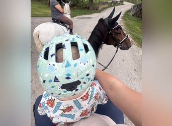 Cheval de sport allemand, Hongre, 5 Ans, 166 cm, Bai brun foncé
