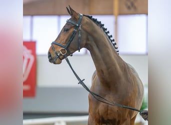 Cheval de sport allemand, Hongre, 5 Ans, 166 cm, Bai