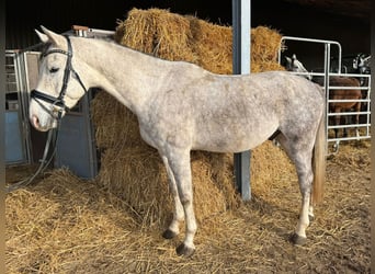 Cheval de sport allemand, Hongre, 5 Ans, 166 cm, Gris