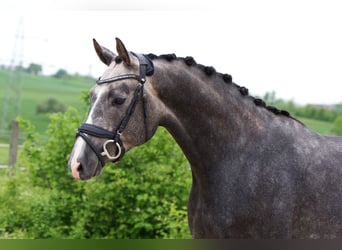 Cheval de sport allemand, Hongre, 5 Ans, 166 cm, Gris pommelé