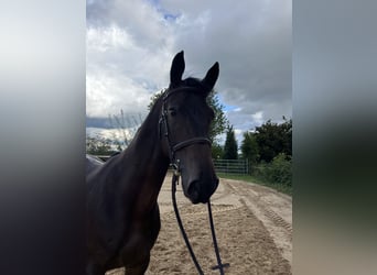 Cheval de sport allemand, Hongre, 5 Ans, 167 cm, Bai brun