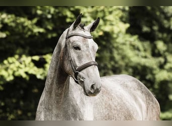 Cheval de sport allemand, Hongre, 5 Ans, 167 cm, Gris