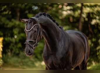 Cheval de sport allemand, Hongre, 5 Ans, 167 cm, Noir