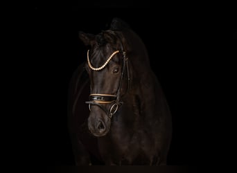 Cheval de sport allemand, Hongre, 5 Ans, 167 cm, Noir