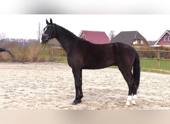 Cheval de sport allemand, Hongre, 5 Ans, 167 cm, Noir