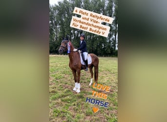 Cheval de sport allemand, Hongre, 5 Ans, 168 cm, Alezan brûlé