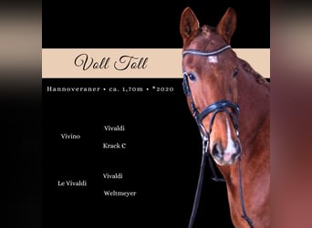 Cheval de sport allemand, Hongre, 5 Ans, 168 cm, Alezan