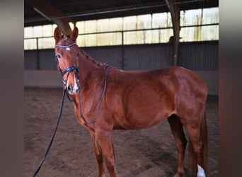 Cheval de sport allemand, Hongre, 5 Ans, 168 cm, Alezan