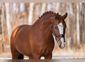Cheval de sport allemand, Hongre, 5 Ans, 168 cm, Alezan