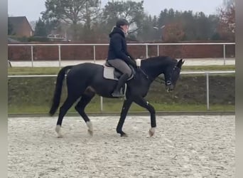 Cheval de sport allemand, Hongre, 5 Ans, 168 cm, Bai brun
