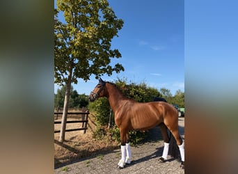 Cheval de sport allemand, Hongre, 5 Ans, 168 cm, Bai