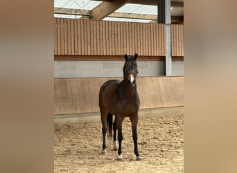Cheval de sport allemand, Hongre, 5 Ans, 168 cm, Bai