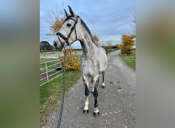 Cheval de sport allemand, Hongre, 5 Ans, 168 cm, Gris