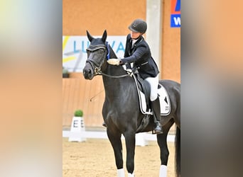 Cheval de sport allemand, Hongre, 5 Ans, 168 cm, Noir