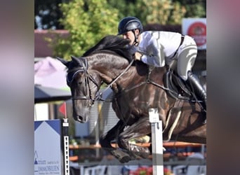 Cheval de sport allemand, Hongre, 5 Ans, 168 cm, Noir