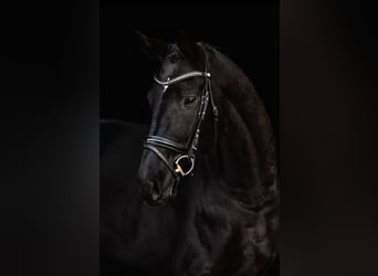 Cheval de sport allemand, Hongre, 5 Ans, 168 cm, Noir