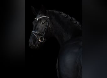 Cheval de sport allemand, Hongre, 5 Ans, 168 cm, Noir