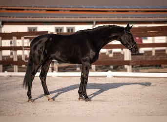 Cheval de sport allemand, Hongre, 5 Ans, 168 cm, Noir