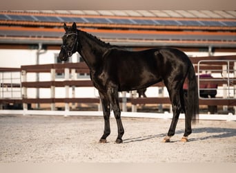 Cheval de sport allemand, Hongre, 5 Ans, 168 cm, Noir