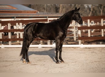 Cheval de sport allemand, Hongre, 5 Ans, 168 cm, Noir