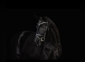 Cheval de sport allemand, Hongre, 5 Ans, 168 cm, Noir