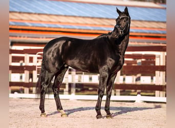 Cheval de sport allemand, Hongre, 5 Ans, 168 cm, Noir