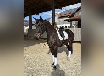 Cheval de sport allemand, Hongre, 5 Ans, 168 cm, Noir