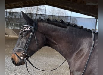 Cheval de sport allemand, Hongre, 5 Ans, 168 cm, Noir