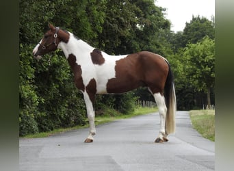 Cheval de sport allemand, Hongre, 5 Ans, 168 cm, Pinto